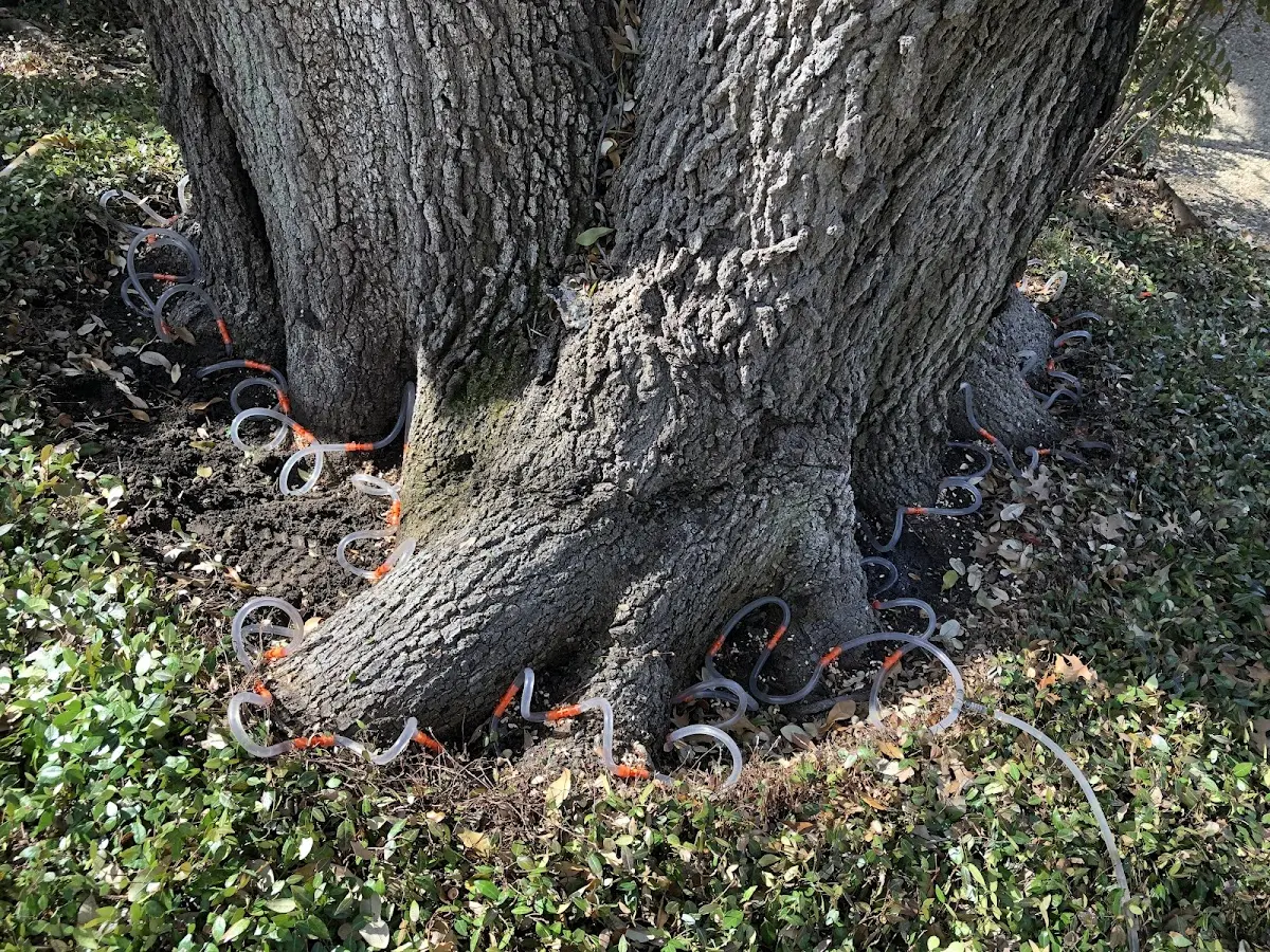 Detailed Tree Cabling and Bracing job site in Scottville